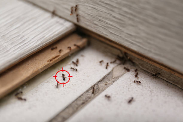 Best Wasp Removal Services  in Pleasant Valley, MO