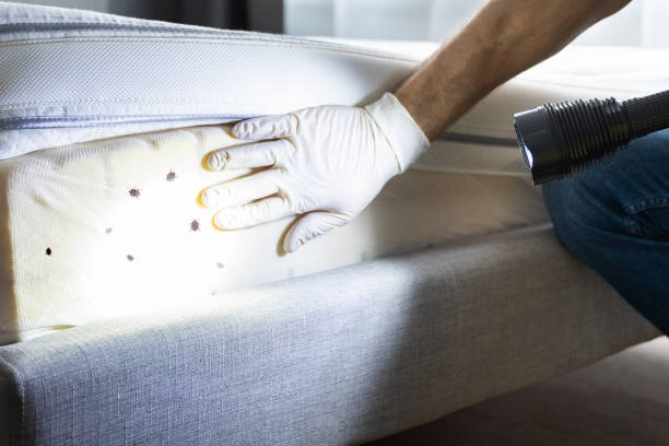 Best Pest Control Treatment  in Pleasant Valley, MO